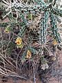 Cylindropuntia whipplei 14