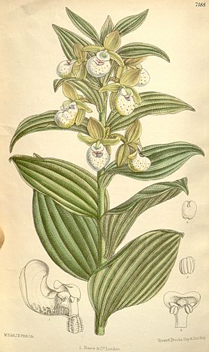 Archivo:Cypripedium californicum