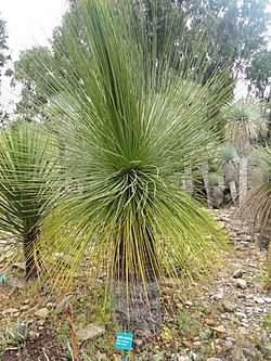 Dasylirion longissimum - Jardin d'oiseaux tropicaux - DSC04880.JPG