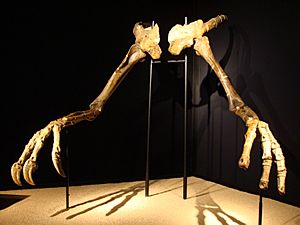 Archivo:Deinocheirusbcn