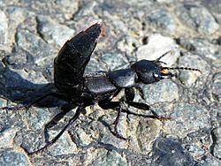 Devil's coach-horse beetle (Ocypus olens) (29666943273).jpg