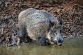 Eberswalde Zoo 12-2017 img2