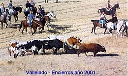 Archivo:Encierros camperos de Vallelado