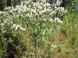 Eupatorium hyssopifolium.jpg