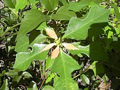 Euphorbiaheterophylla1web.jpg