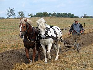 Archivo:Farmer plowing