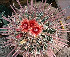 Archivo:Ferocactus peninsulae HabitusFlowers Bln0906a