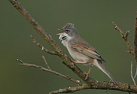 Archivo:Flickr - Rainbirder - Common Whitethroat (Sylvia communis)
