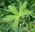 Geranium molle2 W