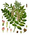 Glycyrrhiza glabra - Köhler–s Medizinal-Pflanzen-207