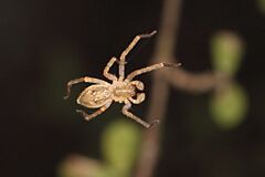 Goyenia spp.jpg