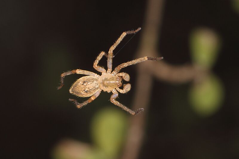 Goyenia spp