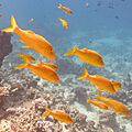 Grupo de salmonetes amarillos (Parupeneus cyclostomus), parque nacional Ras Muhammad, Egipto, 2022-03-28, DD 82
