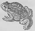 Guilherme Piso cururu 1648