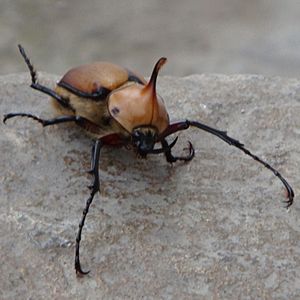 Archivo:Horned Roach