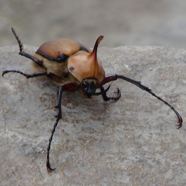 Horned Roach