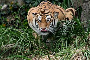 Archivo:Hunting tiger