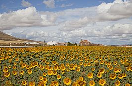 Campo de girasoles en Cardejón con la iglesia de Nuestra Señora de La Blanca al fondo