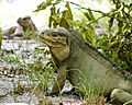Iguana sitting down looking to the left