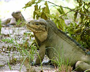 Archivo:Iguana sitting down looking to the left