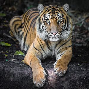 Archivo:Indrah the Sumatran Tiger