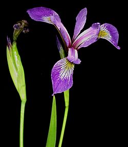Iris versicolor 15-p.bot-iris.versi-20.jpg