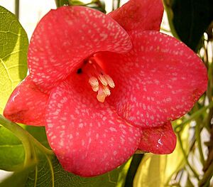 Archivo:Lapageria rosea 04 ies