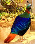Archivo:Lophophorus impejanus (Himalayan Monal) 3