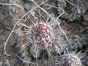 Archivo:Mammillaria poselgeri (5770734546)