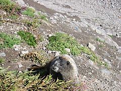 Marmota caligata 3484