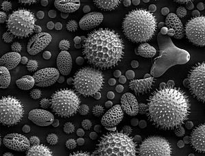 Archivo:Misc pollen
