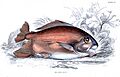 Myleus pacu