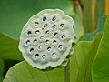 Nelumbo Nucifera fruit - botanic garden Adelaide