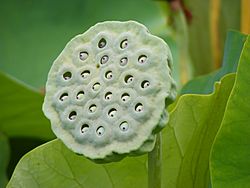 Archivo:Nelumbo Nucifera fruit - botanic garden Adelaide