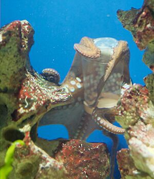 Archivo:Oktopus opening a container with screw cap 02 (cropped)