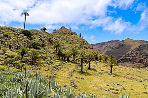 Archivo:Palm trees in Valle Gran Rey on La Gomera, Spain (48293821677)