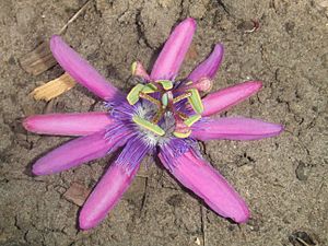 Archivo:Passiflora loefgrenii1