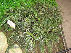 Pellaea rotundifolia - Berlin Botanical Garden - IMG 8761.JPG