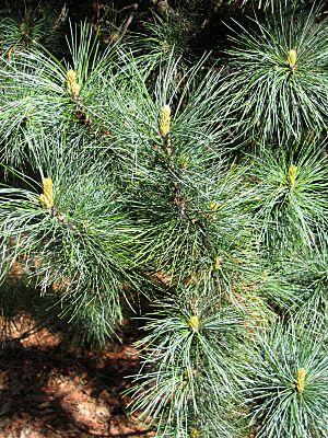 Archivo:Pinus koraiensis 02