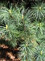 Pinus koraiensis 02