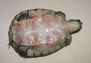 Archivo:Plastron de Trachemys decussata angusta