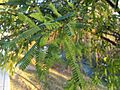 Prosopis laevigata - leaves