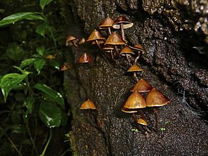Archivo:Psilocybe yungensis Singer & A.H. Sm 368727