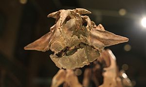 Archivo:Psittacosaurus sibiricus, Moscow Paleontological Museum (4)