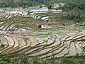Rice terraces in Indonesia-IMG 3082
