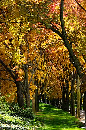 Archivo:Rosehill Ash walk (8122988344)