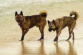 Ryukyu dog pair