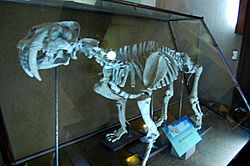 Archivo:Smilodon populator La Plata Museum