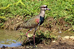 Archivo:Southern lapwing (Vanellus chilensis cayennensis)