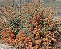 Sphaeralcea ambigua 4
